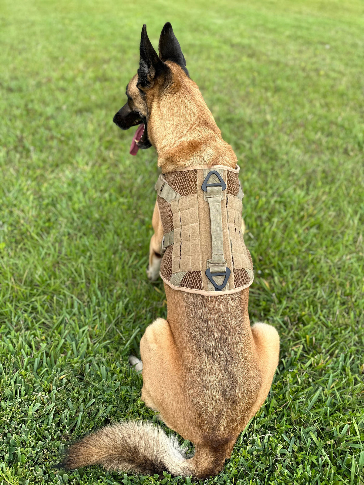 Coyote Artemis Dog Harness